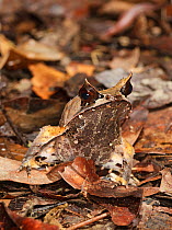 RF- Bornean Horned Frog (Megophrys nasuta) on rainforest floor, Danum Valley, Sabah, Borneo, September. (This image may be licensed either as rights managed or royalty free.)