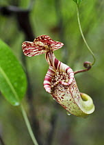Pitcher Plant {Nepenthes rafflesiana} flower, Bako National Park, Sarawak, Borneo, September