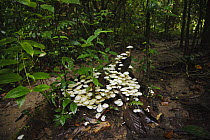 Fungi [unknown species] in riverine forest, Sukau, Sabah, Borneo, September