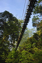 Canopy walkway in lowland dipterocarp rainforest, Danum Valley, Sabah, Borneo, September 2008