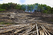 Bamboo clearance to enable other cultivation, Kinabalu, Sabah, Borneo, September 2008