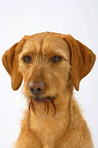 Hungarian Wire-haired Pointing Dog / Magyar Vizsla, head portrait