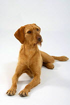 Hungarian Wire-haired Pointing Dog / Magyar Vizsla, lying down