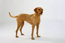 Hungarian Wire-haired Pointing Dog / Magyar Vizsla, female