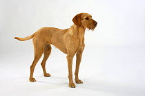 Hungarian Wire-haired Pointing Dog / Magyar Vizsla, female standing