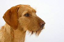 Hungarian Wire-haired Pointing Dog / Magyar Vizsla, female, head portrait