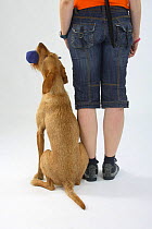 Hungarian Wire-haired Pointing Dog / Magyar Vizsla, female sitting at heel, holding dummy