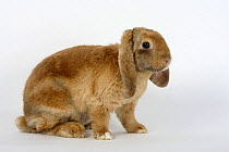 Rex Lop-eared Dwarf Domestic Rabbit, 17 weeks, apricot, sitting