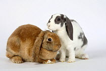 Rex Lop-eared Dwarf Domestic Rabbits, apricot, 17 weeks, and lilac-white 14 weeks