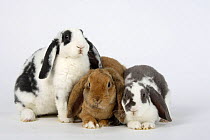 Three Rex Lop-eared Dwarf Domestic Rabbits, lilac-white and blue-white, 14 weeks, and apricot, 17 weeks