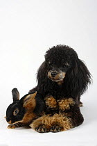 Minature Poodle, black-and-tan, and Tan Domestic Rabbit, 13 weeks