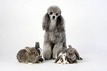 Minature Poodle, silver, sitting with young Dwarf Rabbit, Lion-maned Dwarf Rabbit and two Lop-eared Dwarf Rabbits