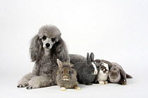 Minature Poodle, silver, lying down with young Dwarf Rabbit, Lion-maned Dwarf Rabbit and two Lop-eared Dwarf Rabbits