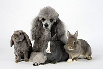 Minature Poodle, silver, with young Dwarf Domestic Rabbit, Lion-maned Dwarf Rabbit and Lop-eared Dwarf Rabbit, lying down