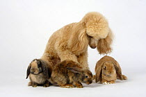 Minature Poodle, apricot, with young Lop-eared Dwarf Domestic Rabbits, apricot and japanese
