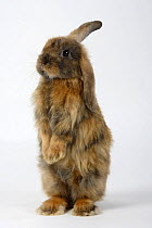 Young Satin Lop-eared Dwarf Domestic Rabbit standing up with one ear raised, japanese, 8 weeks