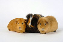 English Guinea Pig, Texel Guinea Pig and Teddy Guinea Pig