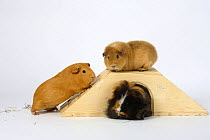 English Guinea Pig, Texel Guinea Pig and Teddy Guinea Pig, on and under ramp