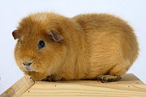 Teddy Guinea Pig