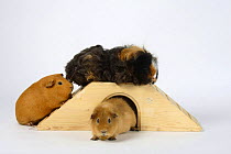 English Guinea Pig, Texel Guinea Pig and Teddy Guinea Pig on and under ramp