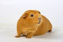 English Guinea Pig sniffing the air