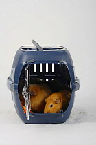 English Guinea Pig and Teddy Guinea Pig in kennel / carrying basket