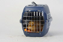 Teddy Guinea Pig feeding on carrot in kennel / carrying basket