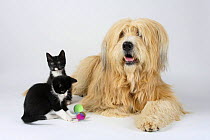 Mixed Breed Dog and Domestic Cat, two kittens, 8 weeks, and toy