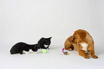 Mixed Breed Dog and Domestic Cat, two kittens, 8 weeks with toys