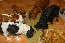 Four Cavalier King Charles Spaniels, one puppy and a Mixed Breed Dog eating from feeding bowls