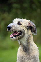 Irish Wolfhound, 6 months, head portrait, panting