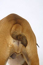 English Bulldog, male puppy, 3 months, close up of tail