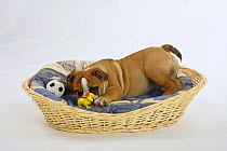 English Bulldog, puppy, 3 months, in dog's basket with toys