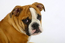 English Bulldog, puppy, 3 months, head portrait