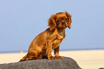 Cavalier King Charles Spaniel, puppy, 14 weeks, ruby, sitting on rock on beach