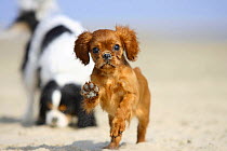 Cavalier King Charles Spaniel, puppy, 14 weeks, ruby, running on beach with adult in background