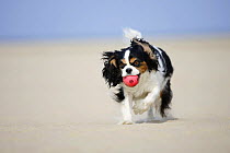 Cavalier King Charles Spaniel, tricolour, retrieving ball, running on beach