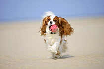 Cavalier King Charles Spaniel, blenheim, retrieving ball, running on beach