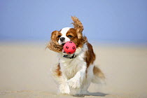 Cavalier King Charles Spaniel, blenheim, retrieving ball, running on beach
