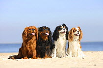Cavalier King Charles Spaniel, ruby, black-and-tan, tricolour and blenheim, sitting in line on beach, panting