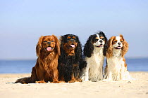 Cavalier King Charles Spaniel, ruby, black-and-tan, tricolour and blenheim, sitting in line on beach, panting
