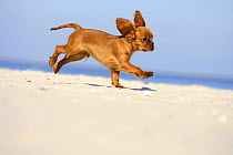 Cavalier King Charles Spaniel, puppy, 14 weeks, ruby, running on beach with ears flapping