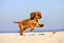 Cavalier King Charles Spaniel, puppy, 14 weeks, ruby, running on beach, jumping