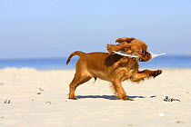 Cavalier King Charles Spaniel, puppy, 14 weeks, ruby, running on beach, carrying bird feather