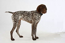 German Shorthaired Pointer, standing