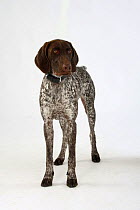 German Shorthaired Pointer standing