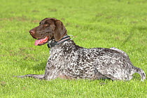 German Shorthaired Pointer, lying down, panting