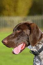 German Shorthaired Pointer, head portrait, panting