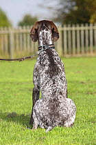 German Shorthaired Pointer, sitting, on leash, rear view