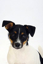 Jack Russell Terrier, puppy, 4 month, head portrait